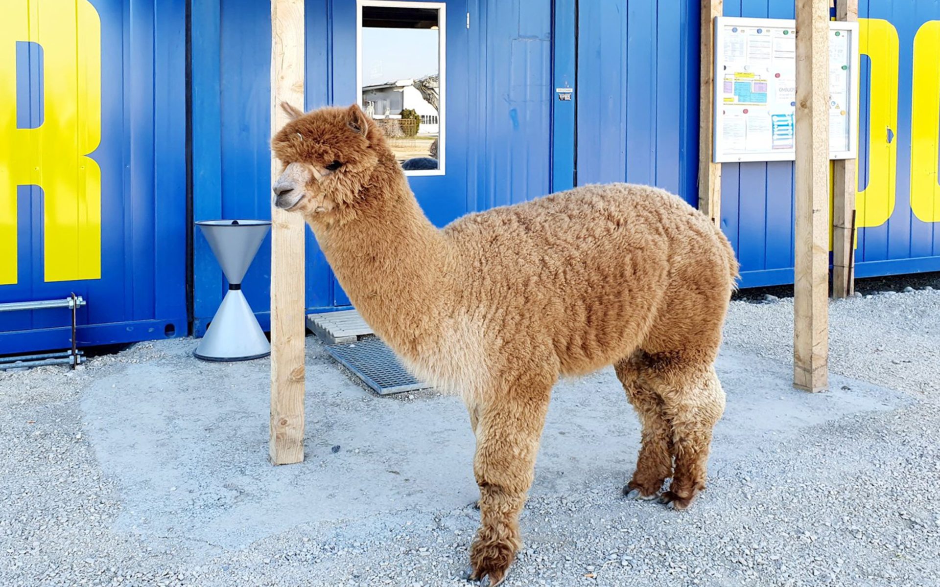 Alpaca – Esmeralda